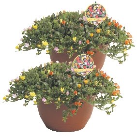 Portulaca Carnaval